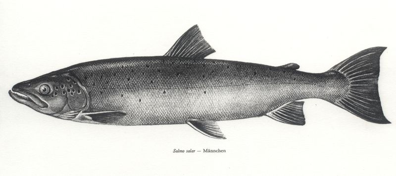 Datei:Fisch Lachs.jpg