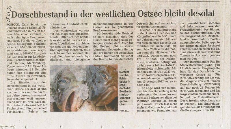Datei:Ostsee Dorsch 2023.jpg