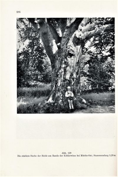 Datei:Kolp Nordöstliche Heide 0186.jpg