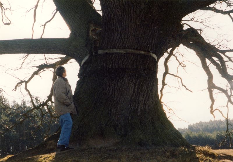 Datei:Eiche 1997 Feb Eisenring.jpg