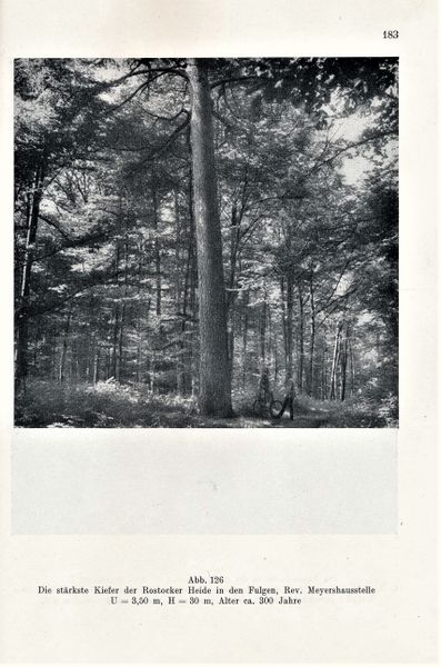 Datei:Kolp Nordöstliche Heide 0183.jpg