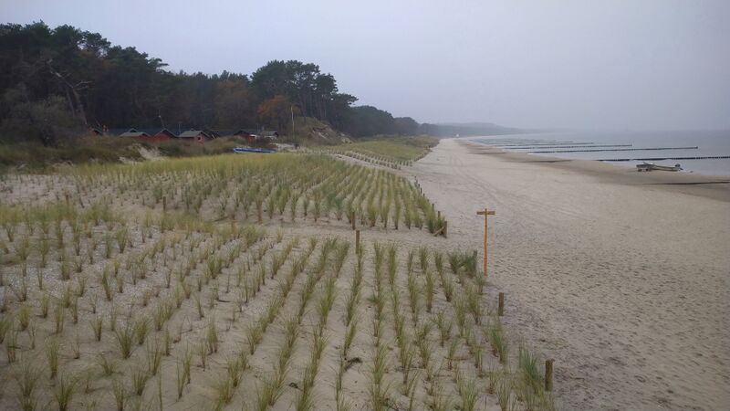 Datei:Strandhafer Reihen Zempin angewchsen.jpg