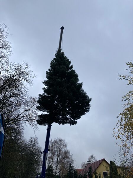 Datei:Bömitz Weihnachtsbaum 1.jpg