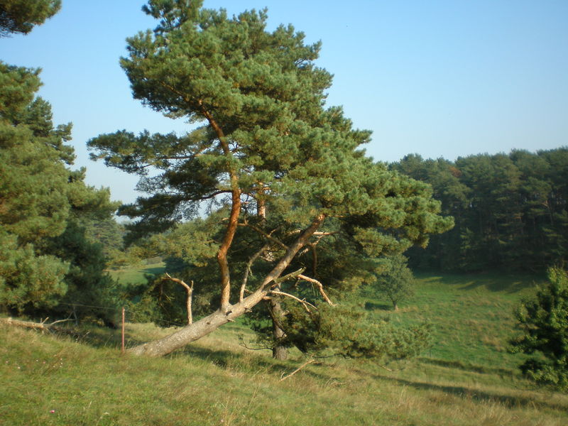 Datei:Windflüchter 2.jpg