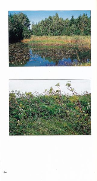 Datei:Rostocker Heide Meckl Landsch 44.jpg