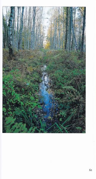 Datei:Rostocker Heide Meckl Landsch 61.jpg