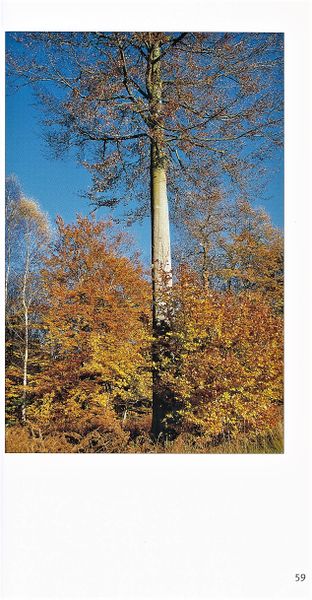 Datei:Rostocker Heide Meckl Landsch 59.jpg