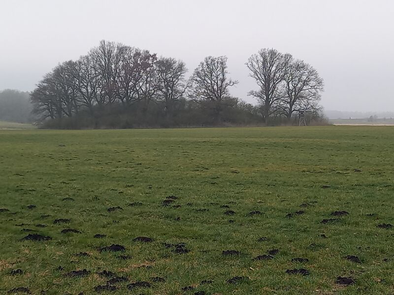 Datei:Friedrichsruhe Burgwall-1.jpg