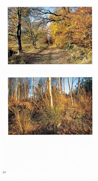 Datei:Rostocker Heide Meckl Landsch 50.jpg