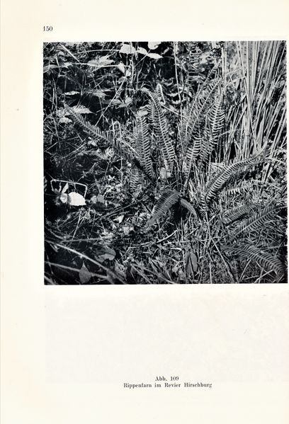 Datei:Kolp Nordöstliche Heide 0150.jpg