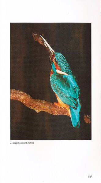 Datei:ML Gelbensander Forst 79.jpg