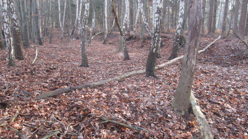 Datei:2021OC Kuhlen Moorhof OW Floßgraben.JPG