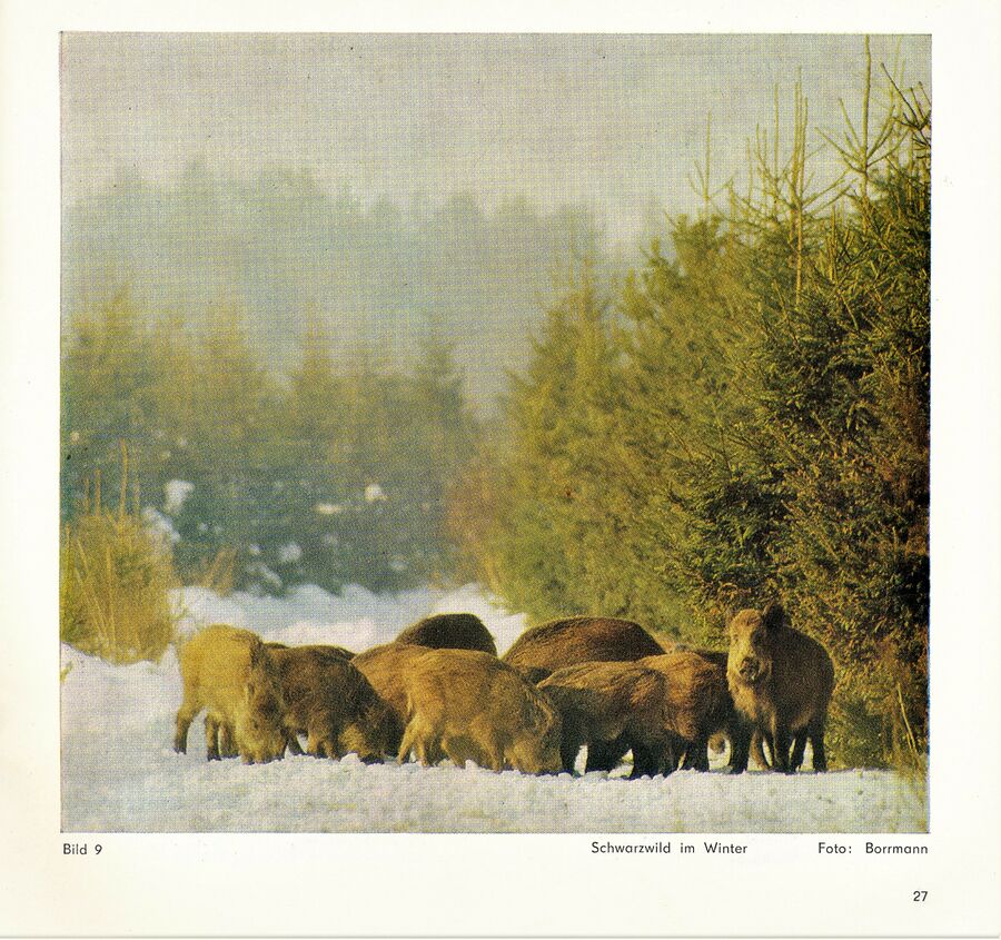 Feldberg 750 1981 025