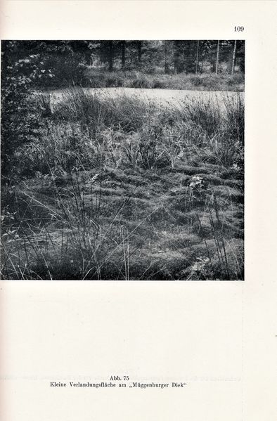 Datei:Kolp Nordöstliche Heide 0109.jpg