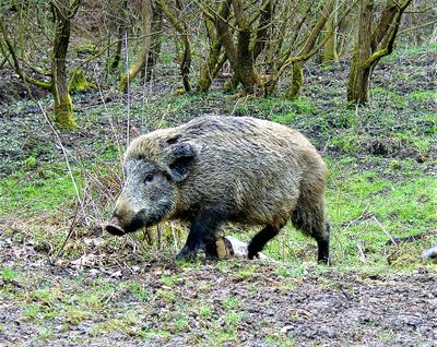 Dem stillen Naturfreund kann das Schwarzwild hier in unmittelbarer Nähe begegnen