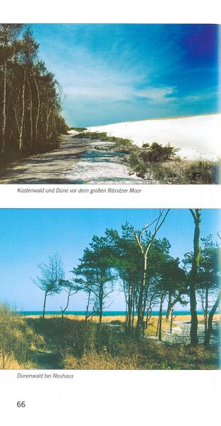 Datei:ML Gelbensander Forst 66.jpg