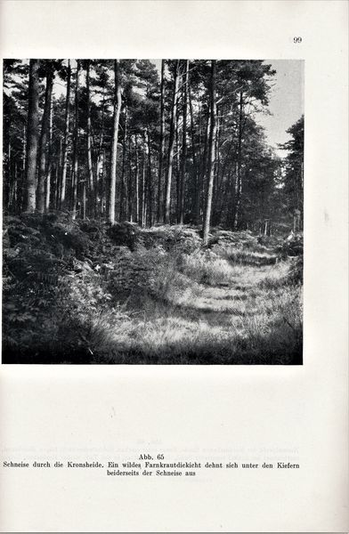 Datei:Kolp Nordöstliche Heide 0099.jpg