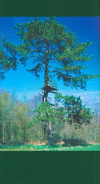 Datei:ML Gelbensander Forst 83.jpg