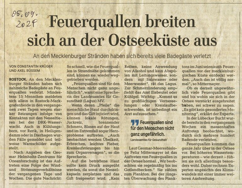 Datei:Ostsee Feuerquallen 2024.jpg