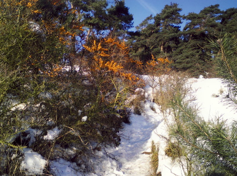 Datei:Sanddorn.jpg