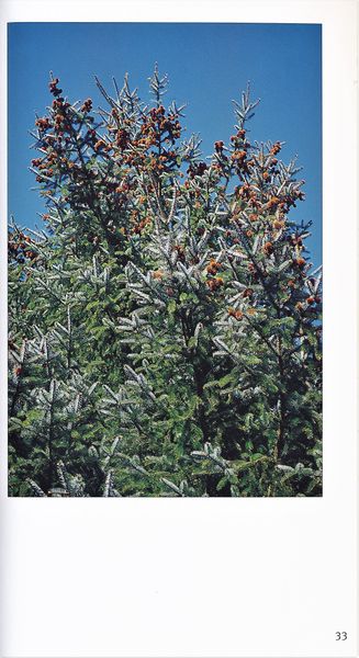 Datei:Rostocker Heide Meckl Landsch 33.jpg