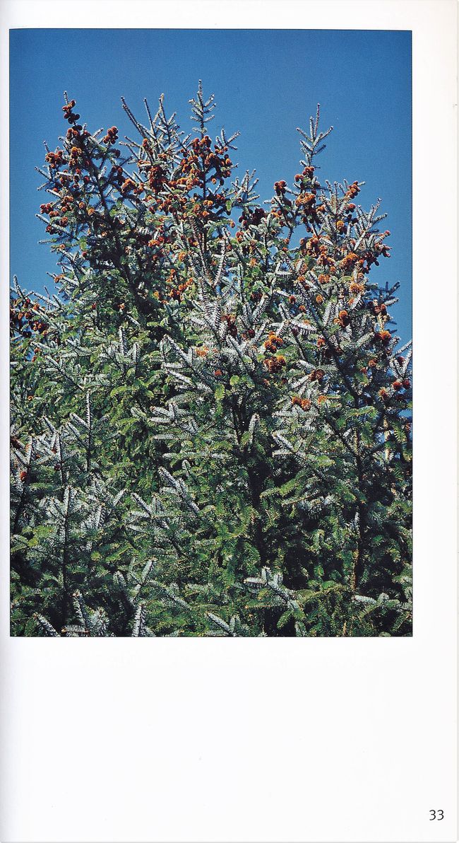 Meckl Landsch 2003 Rostocker Heide 33