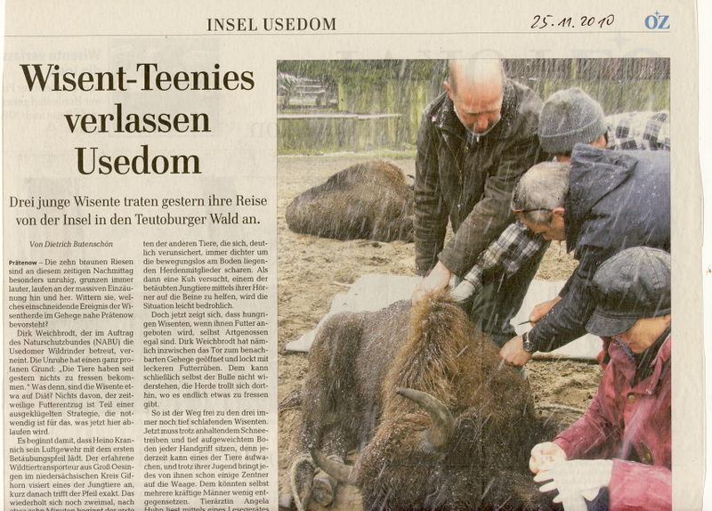 Datei:2010 Wisent Reise 1.jpg