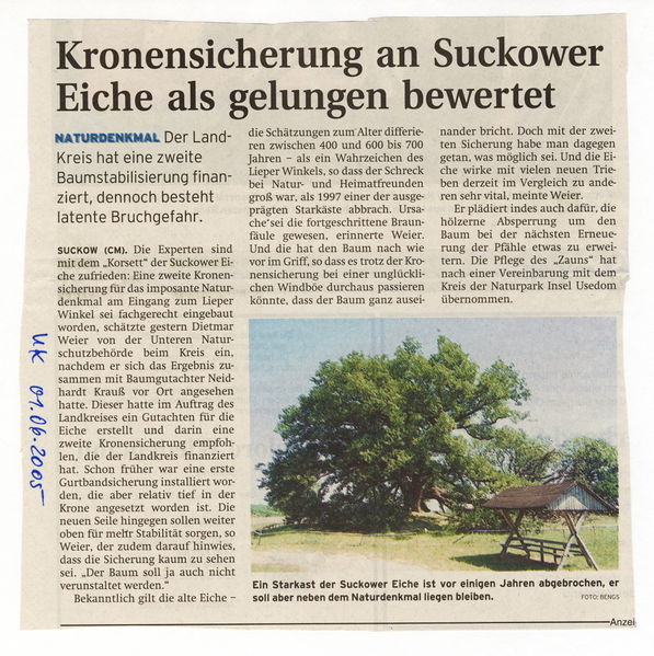 Datei:2005 Eiche Sicherung.jpg
