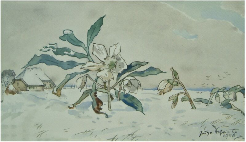Datei:Scheele 1958 Christrose Schnee.jpg