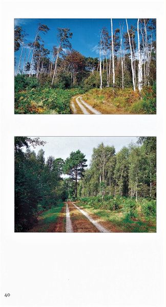 Datei:Rostocker Heide Meckl Landsch 40.jpg