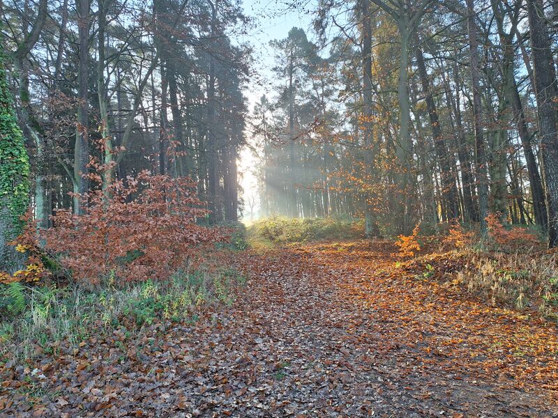 Datei:Eickelberg-01.jpg