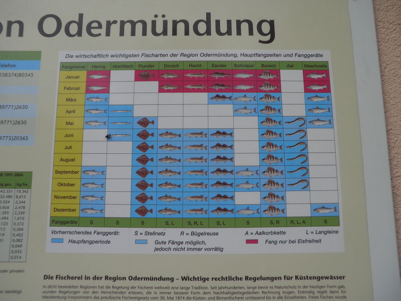 Datei:Fangzeiten Odermündung.jpg