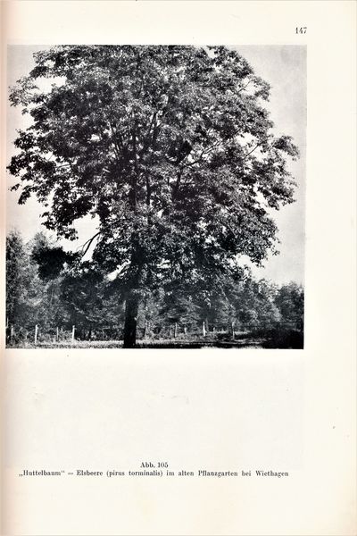 Datei:Kolp Nordöstliche Heide 0147.jpg