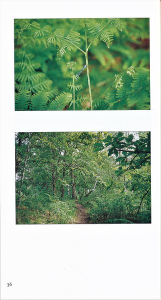 Datei:Rostocker Heide Meckl Landsch 36.jpg