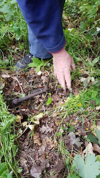 Datei:Rostpedale1 ( 20.05.2017 ).jpg