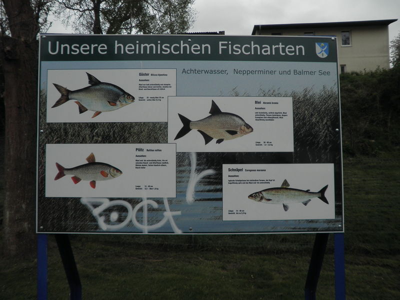 Datei:Neppermin Tafel 11.jpg