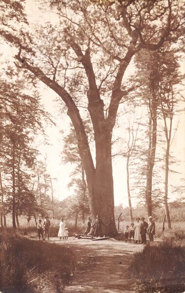 Datei:RH 1922 Borwinseiche Ausflug des Rövershäger Stellmachermeisters Robert Millberg mit Familie.jpg