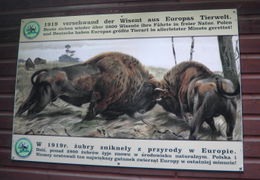 Wisent 1 a.jpg