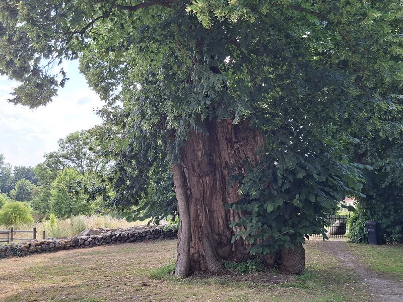 Datei:Laase- Linde.jpg
