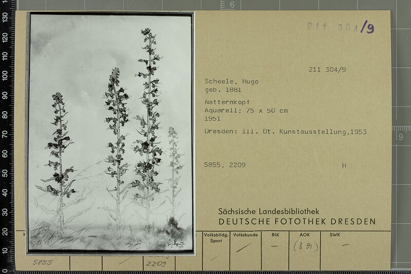 Datei:Scheele Natternkopf 1953 b.jpg