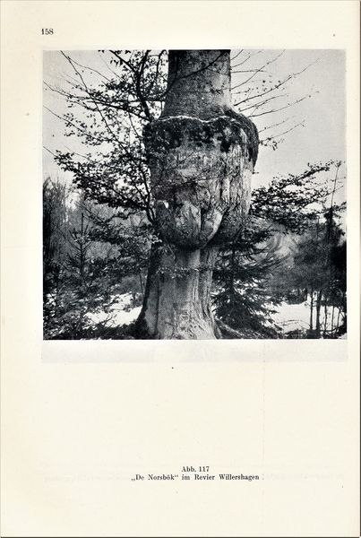 Datei:Kolp Nordöstliche Heide 0158.jpg