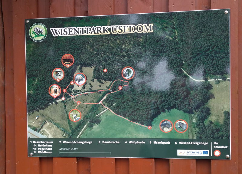 Datei:Wisent 2.jpg