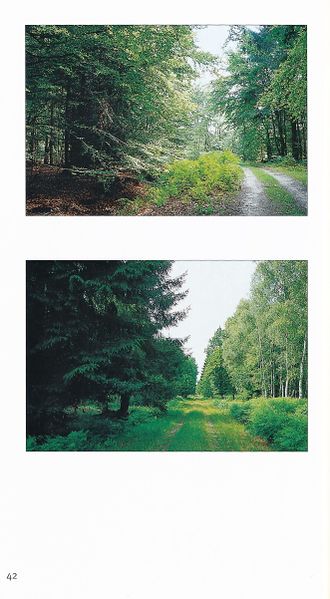 Datei:Rostocker Heide Meckl Landsch 42.jpg