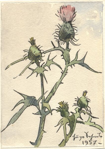 Datei:Scheele 1957 AK Distel.jpg