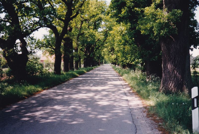 Datei:Schildfeld.Eichenalle.2000.jpg
