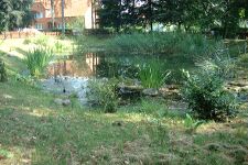 Alt Damerow - Dorfteich 4994 (2002).jpg