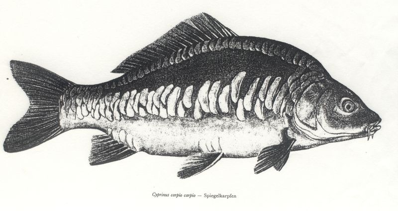 Datei:Fisch Karpfen.jpg