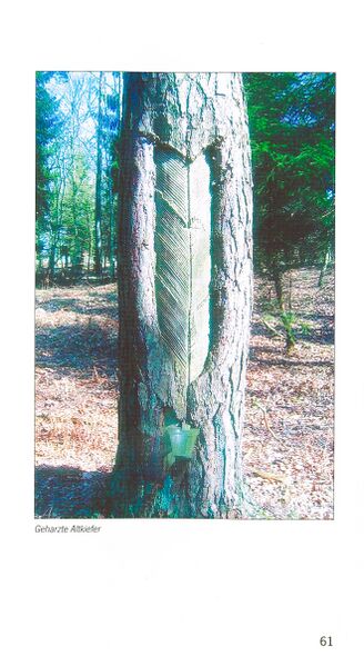 Datei:ML Gelbensander Forst 61.jpg