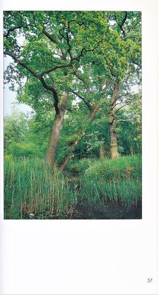 Datei:Rostocker Heide Meckl Landsch 37.jpg