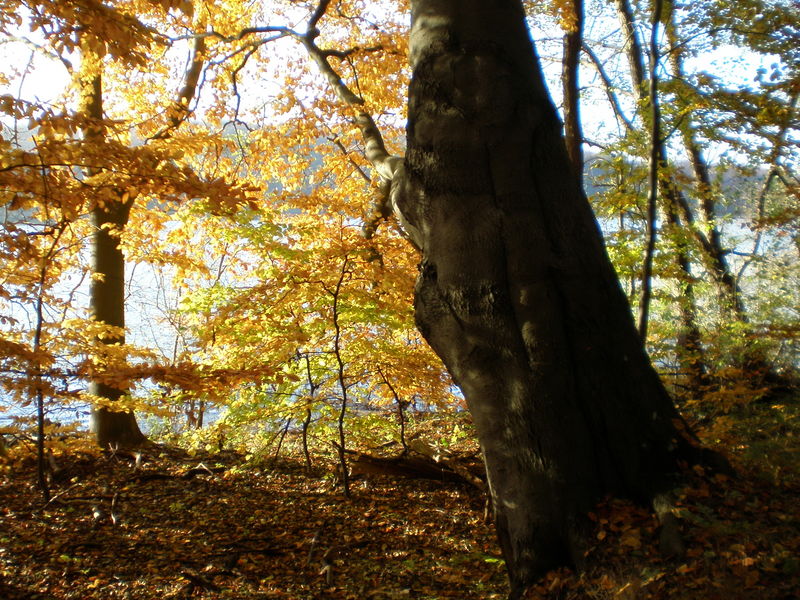 Datei:06 Wolgastsee Herbst.jpg